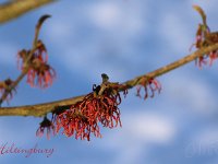 Hamamelis Hiltingbury 2015 02 07 3052